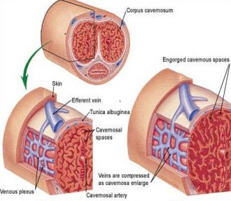 Penis Enlargement Stem Cells Treatment in Dubai