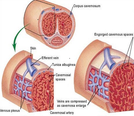 Penis Enlargement Stem Cells Treatment in Dubai & Abu Dhabi