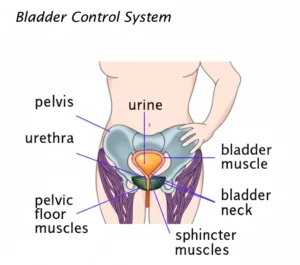 Stress Urinary Incontinence Stress Urinary Incontinence