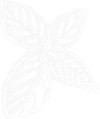 Vector